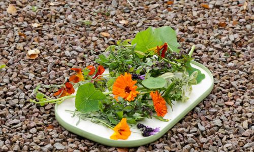 Herbs in the Living Foods Garden