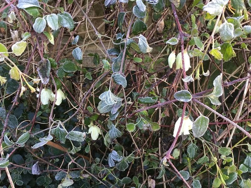 frost on winter flowering clematis....