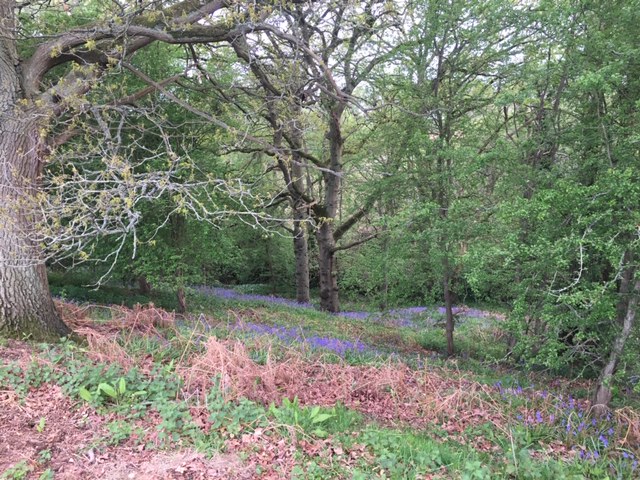 Bluebells in Worcestershire